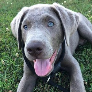 Meet your Posher, Abby